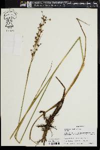 Cladium mariscoides image