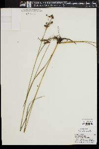 Cladium mariscoides image