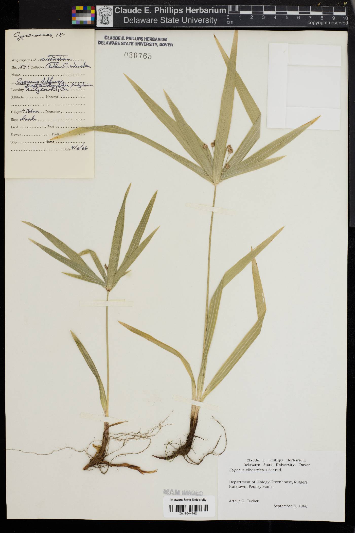 Cyperus albostriatus image