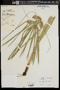 Cyperus alternifolius image