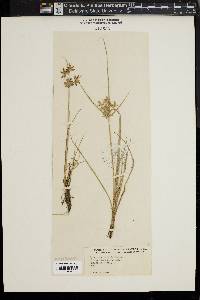 Cyperus bipartitus image