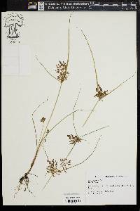 Cyperus diandrus image