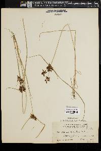 Cyperus diandrus image