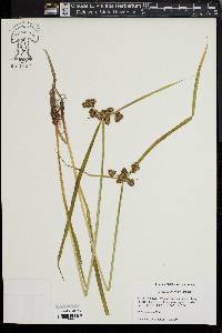 Cyperus difformis image