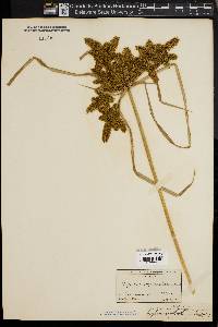 Cyperus erythrorhizos image