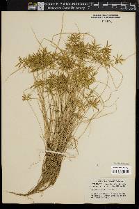 Cyperus filicinus image