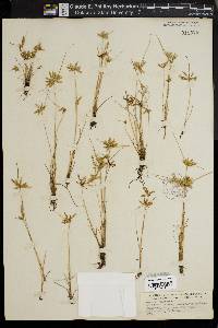 Cyperus flavescens image