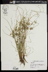 Cyperus flavescens image