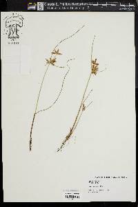 Cyperus flavescens image