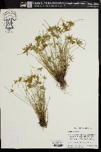 Cyperus flavescens image