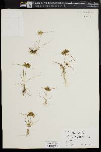 Cyperus flavescens image