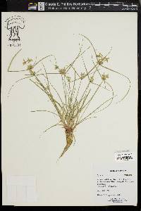 Cyperus flavescens image