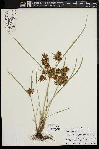 Cyperus flavicomus image