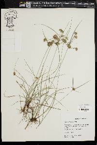 Cyperus filiculmis image