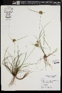 Cyperus filiculmis image