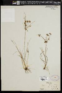 Cyperus grayi image