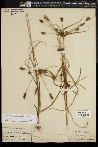 Cyperus hystricinus image