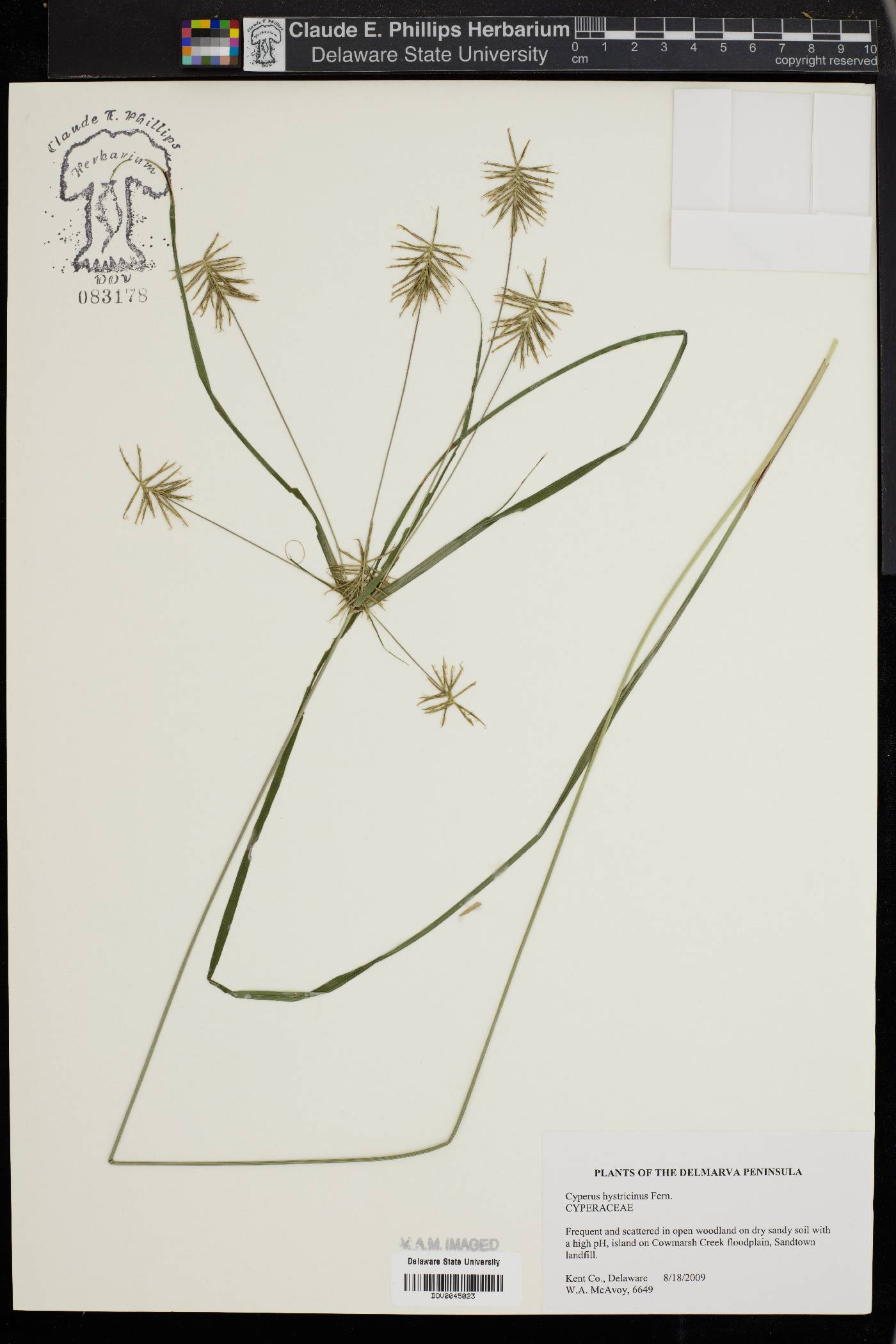 Cyperus hystricinus image