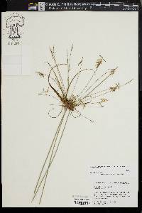 Cyperus hystricinus image