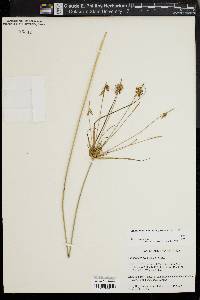 Cyperus hystricinus image