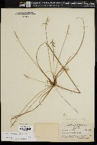 Cyperus hystricinus image