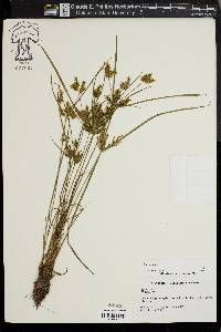 Cyperus iria image