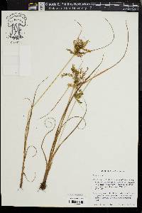 Cyperus iria image