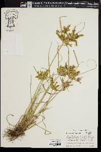 Cyperus iria image