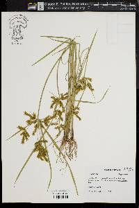 Cyperus iria image