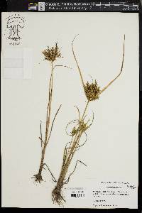 Cyperus iria image