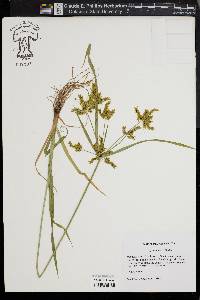 Cyperus iria image