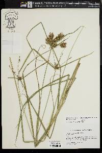 Cyperus lancastriensis image