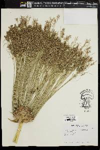 Cyperus papyrus image