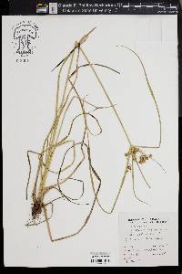 Cyperus pseudovegetus image