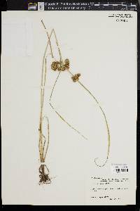 Cyperus pseudovegetus image