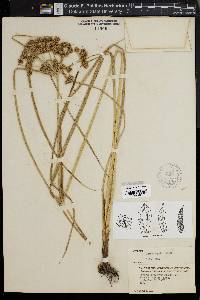Cyperus pseudovegetus image