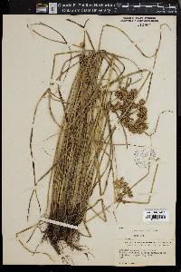 Cyperus pseudovegetus image