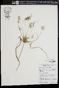 Cyperus refractus image