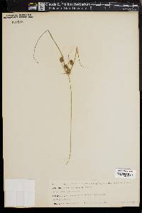 Cyperus retrorsus image