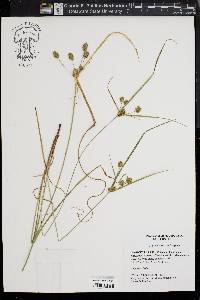 Cyperus retrorsus image