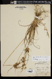 Cyperus retrorsus image