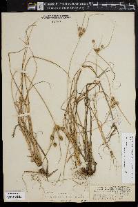 Cyperus retrorsus image