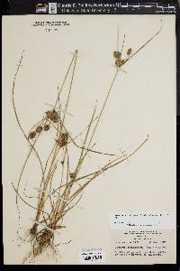 Cyperus retrorsus image