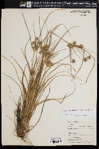 Cyperus retrorsus image