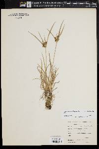 Cyperus retrorsus image