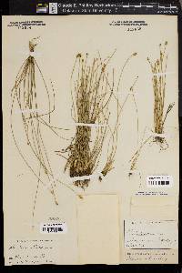 Eleocharis albida image