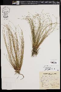 Eleocharis brittonii image