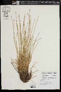 Eleocharis engelmannii image