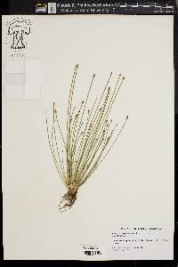 Eleocharis engelmannii image