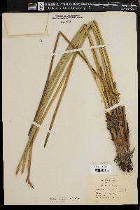 Eleocharis equisetoides image